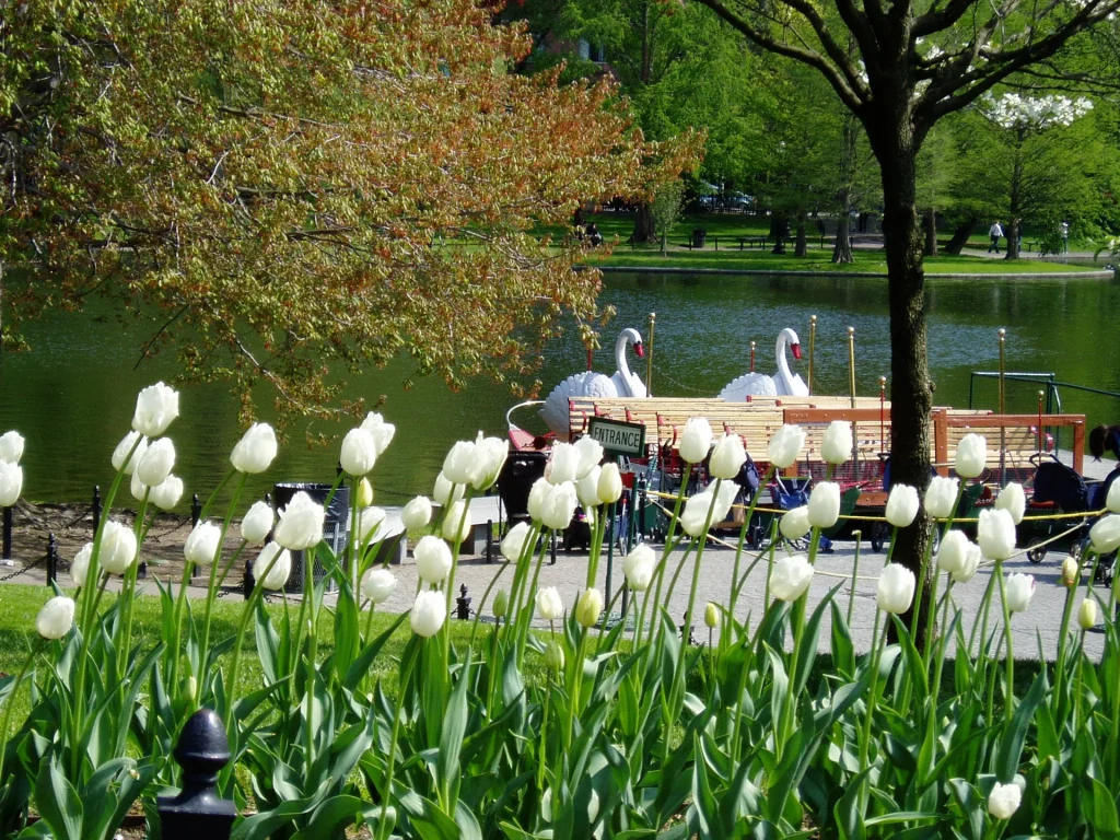Boston Public Garden pond and planting